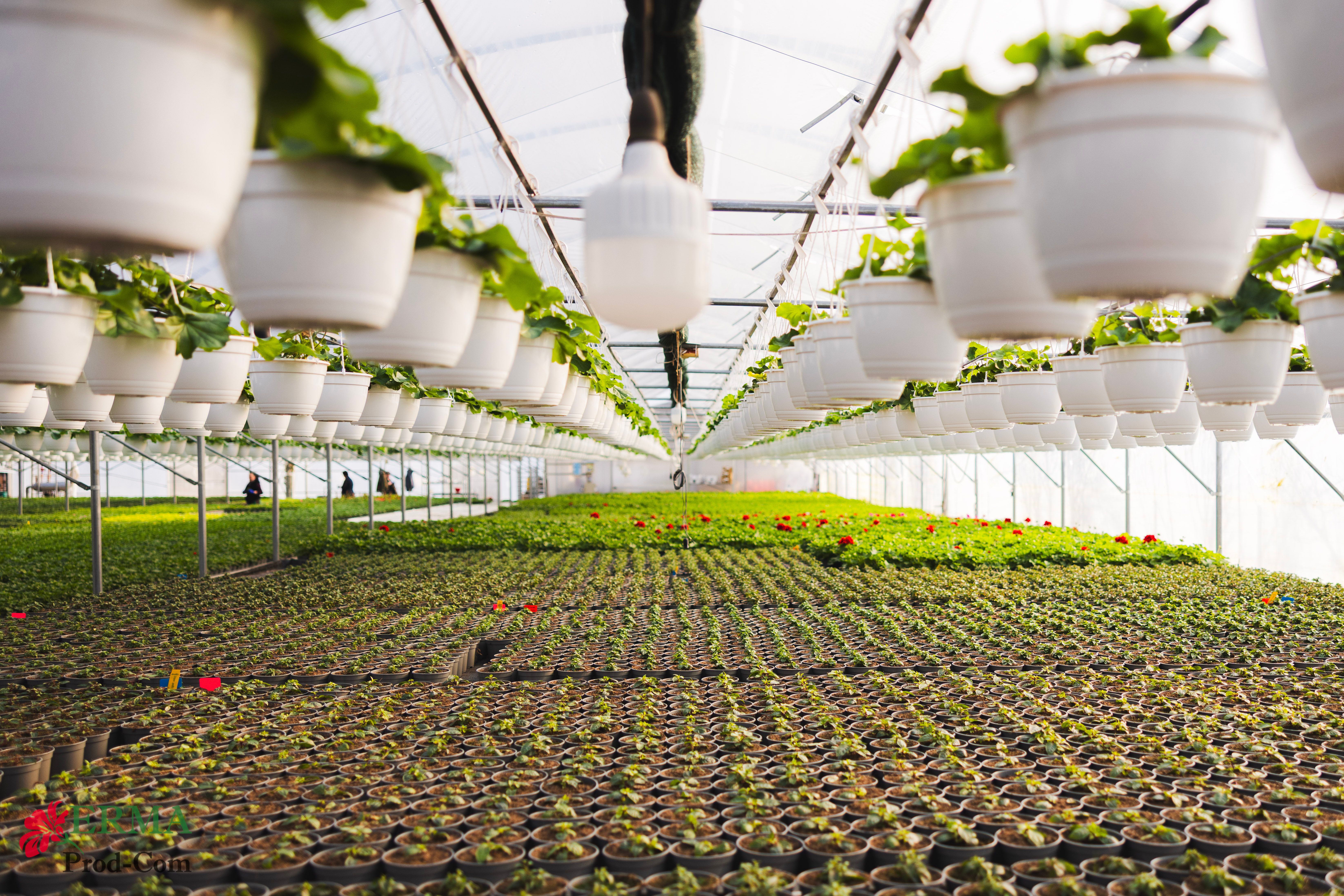 Sere ERMA — flori și butași din Mureș